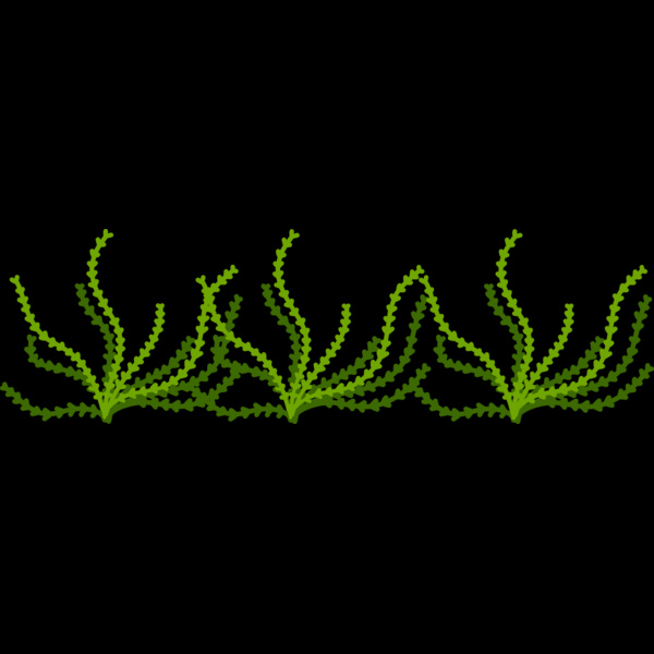Sea Plant Thumbnail